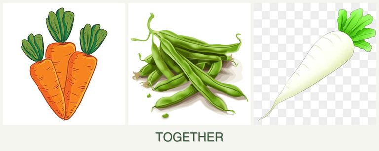 Can you plant carrots, beans and radishes together?
