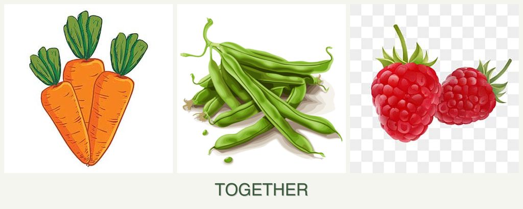 Can you plant carrots, beans and raspberries together?