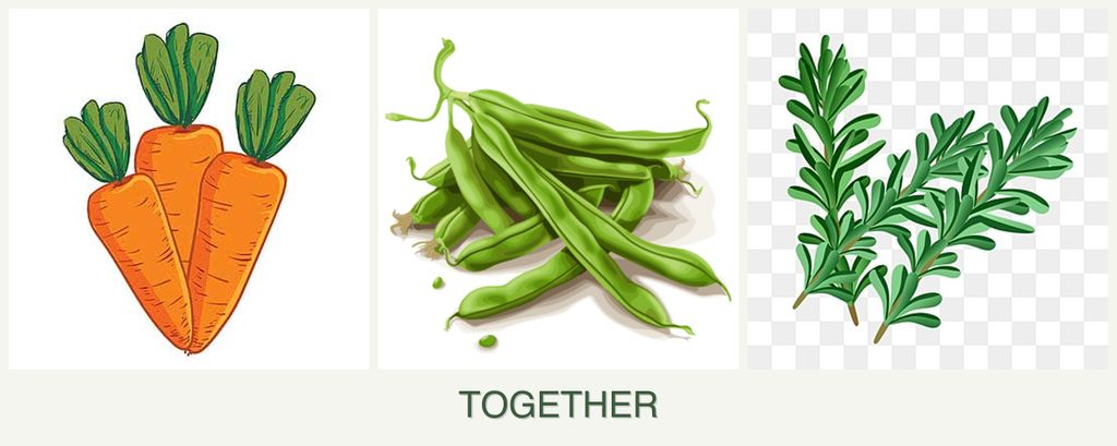 Can you plant carrots, beans and rosemary together?