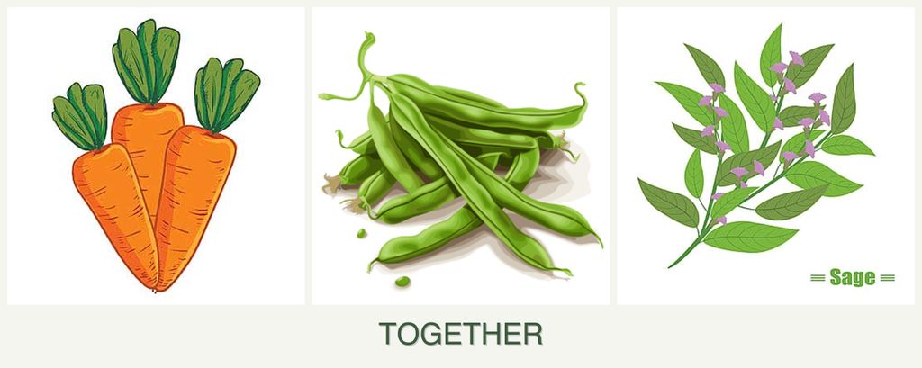 Can you plant carrots, beans and sage together?