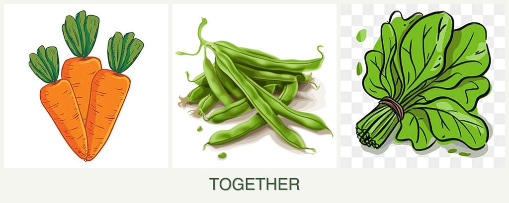 Can you plant carrots, beans and spinach together?