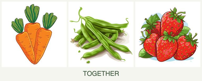 Can you plant carrots, beans and strawberries together?
