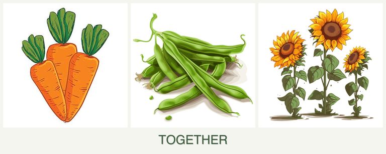 Can you plant carrots, beans and sunflowers together?