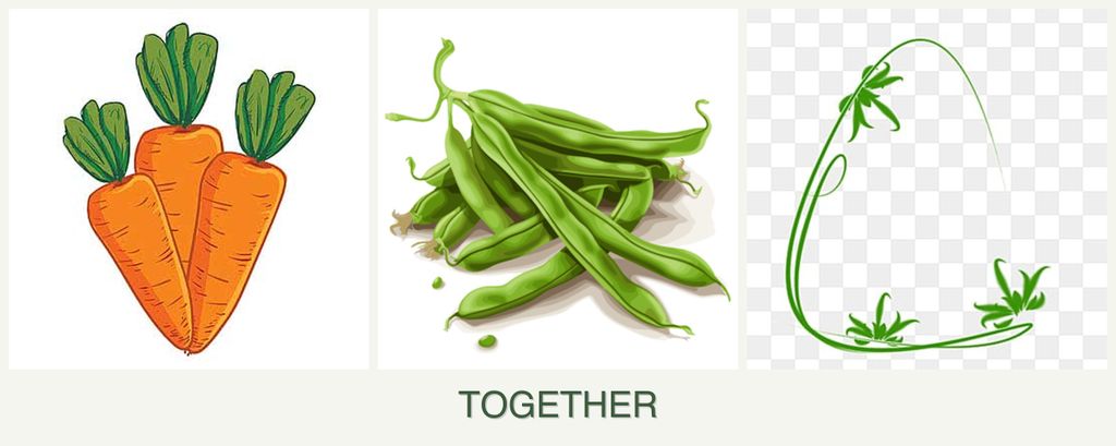 Can you plant carrots, beans and tarragon together?