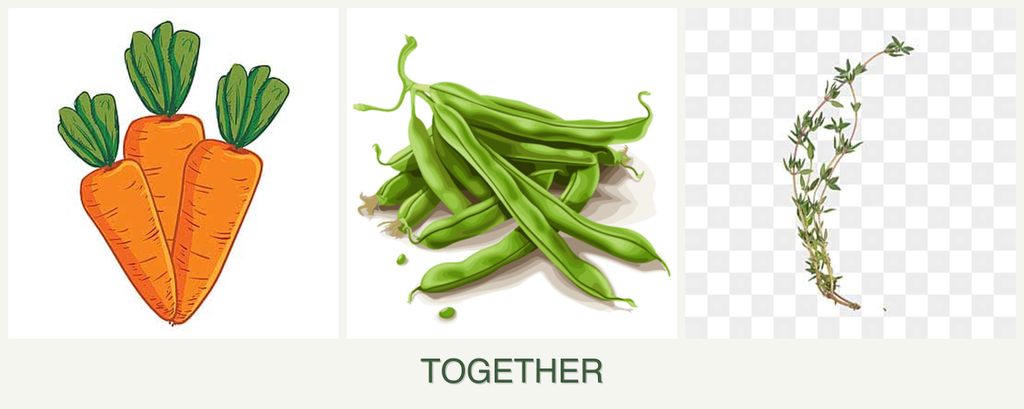 Can you plant carrots, beans and thyme together?