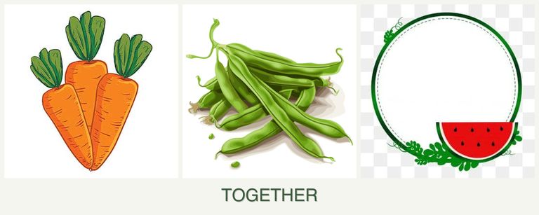 Can you plant carrots, beans and watermelons together?