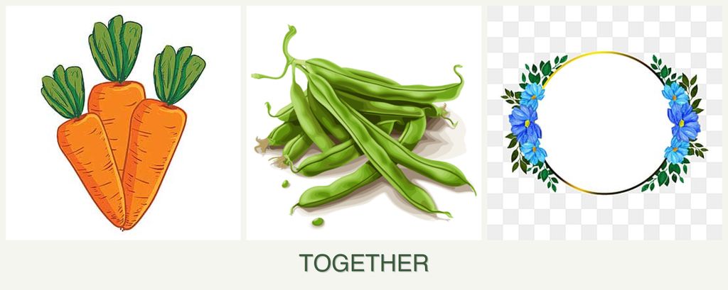 Can you plant carrots, beans and zinnias together?
