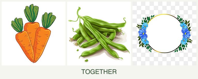 Can you plant carrots, beans and zinnias together?