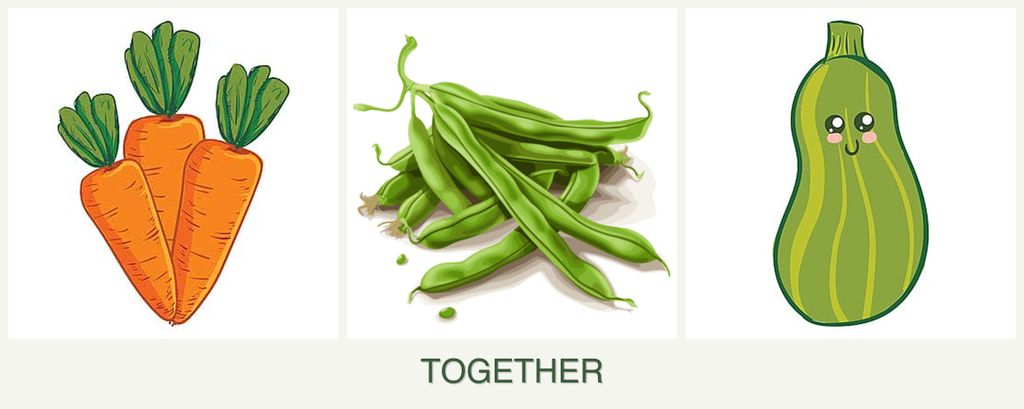 Can you plant carrots, beans and zucchini together?