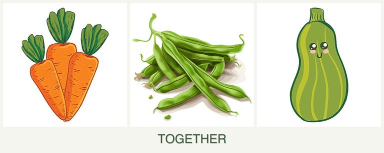 Can you plant carrots, beans and zucchini together?