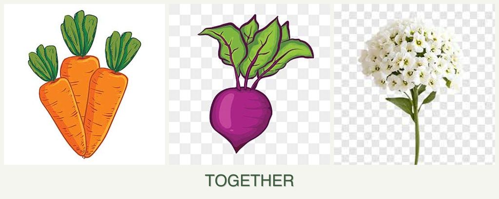 Can you plant carrots, beets and alyssum together?