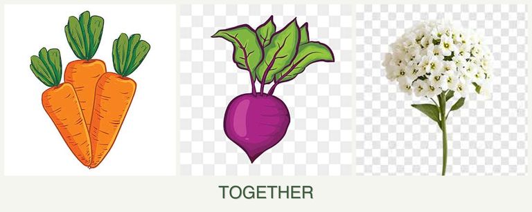 Can you plant carrots, beets and alyssum together?