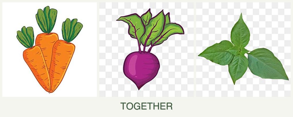 Can you plant carrots, beets and basil together?