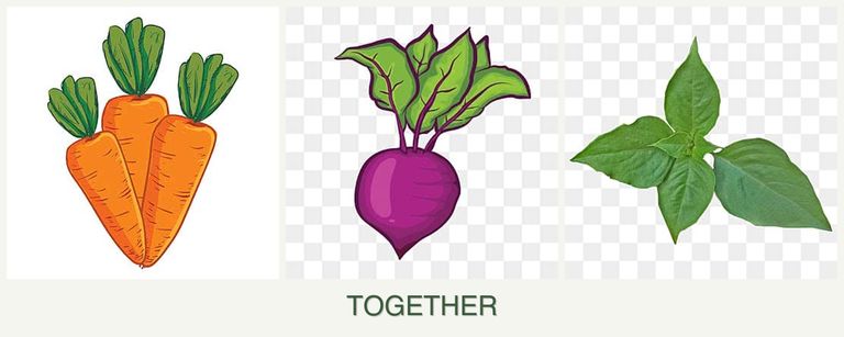Can you plant carrots, beets and basil together?