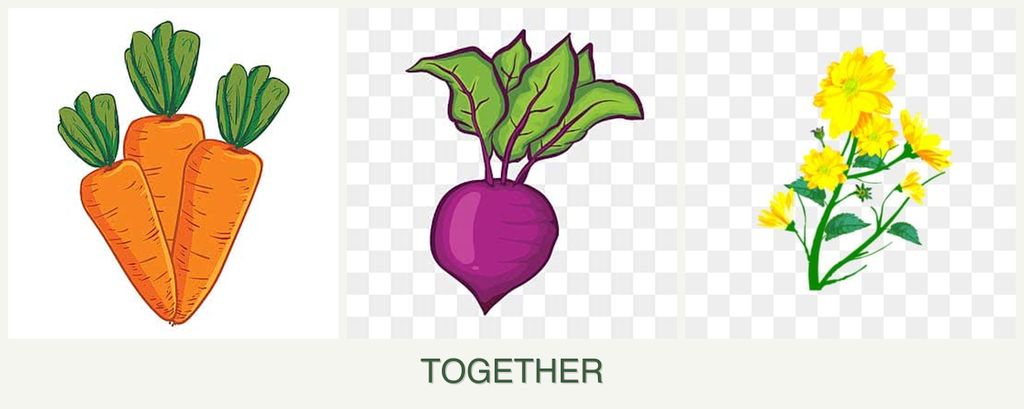 Can you plant carrots, beets and calendula together?