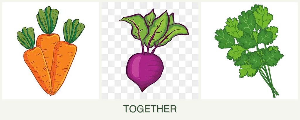 Can you plant carrots, beets and cilantro together?