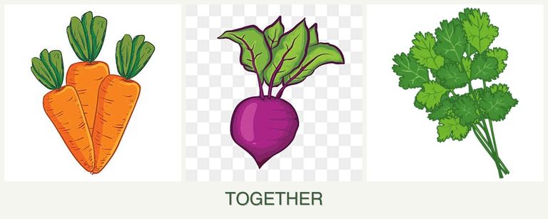 Can you plant carrots, beets and cilantro together?