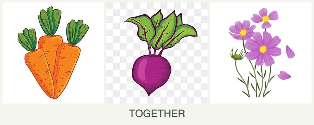 Can you plant carrots, beets and cosmos together?