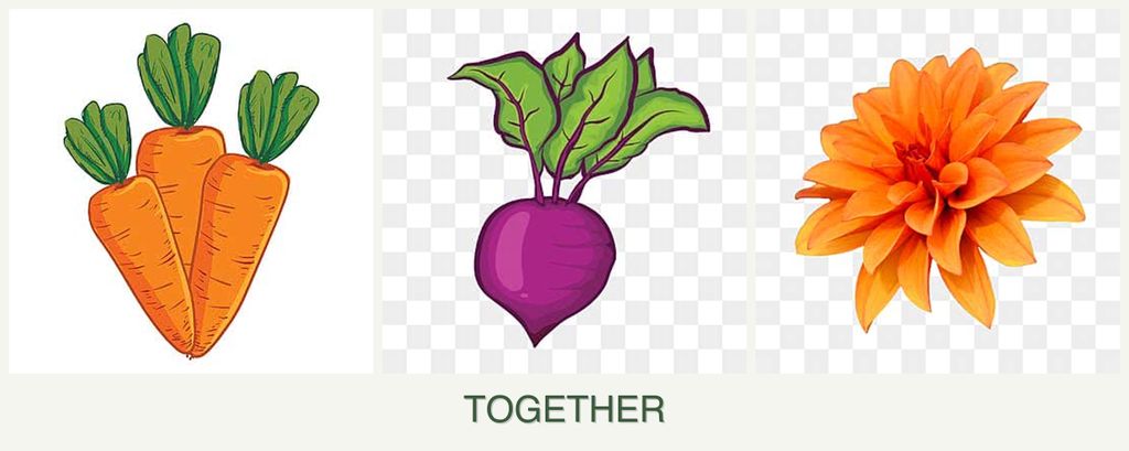 Can you plant carrots, beets and dahlias together?