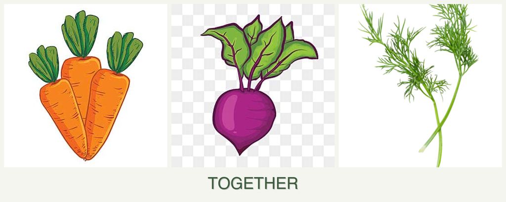 Can you plant carrots, beets and dill together?