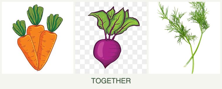 Can you plant carrots, beets and dill together?