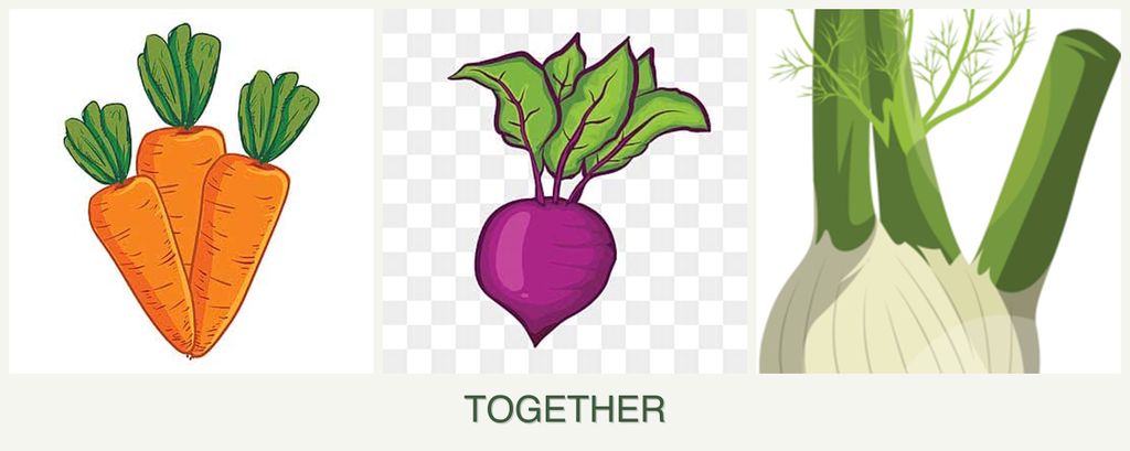 Can you plant carrots, beets and fennel together?