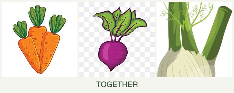 Can you plant carrots, beets and fennel together?
