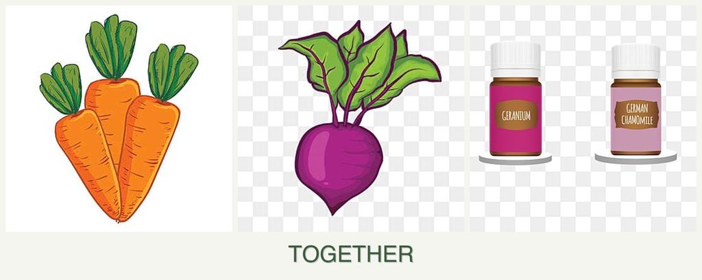 Can you plant carrots, beets and geraniums together?
