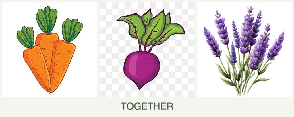 Can you plant carrots, beets and lavender together?
