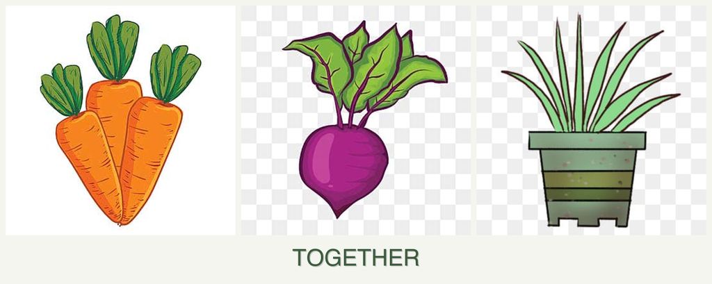 Can you plant carrots, beets and lemongrass together?