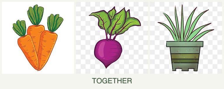 Can you plant carrots, beets and lemongrass together?