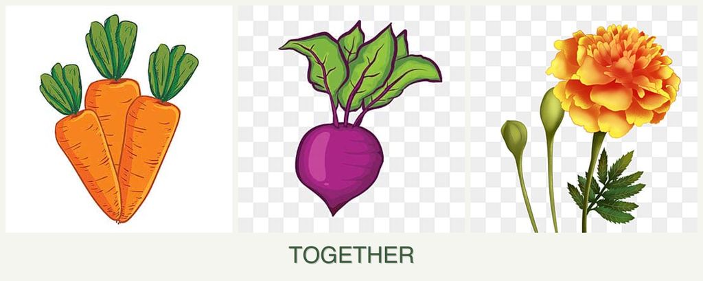 Can you plant carrots, beets and marigolds together?