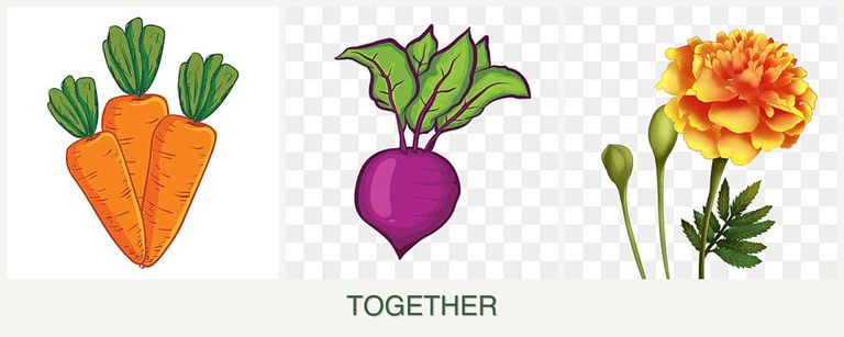 Can you plant carrots, beets and marigolds together?