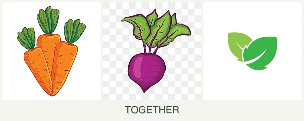 Can you plant carrots, beets and mint together?