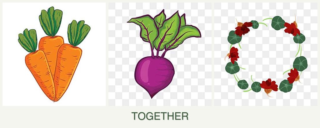 Can you plant carrots, beets and nasturtiums together?