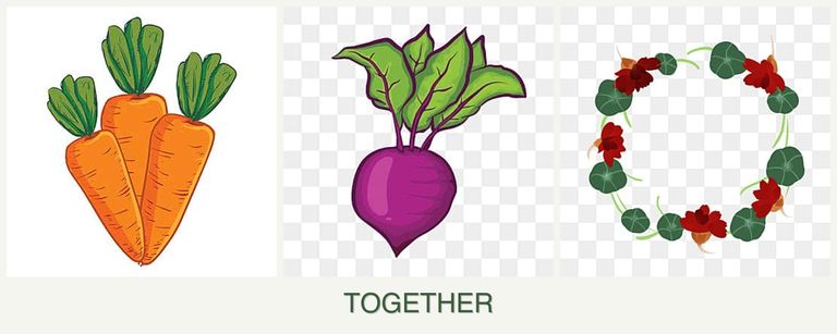 Can you plant carrots, beets and nasturtiums together?