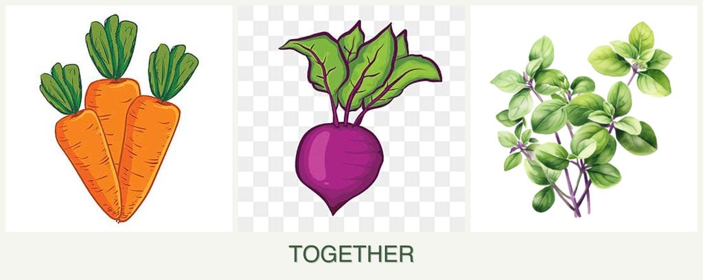 Can you plant carrots, beets and oregano together?