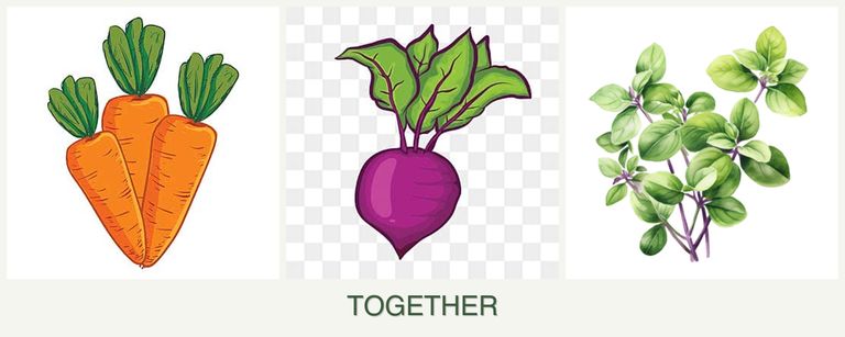 Can you plant carrots, beets and oregano together?