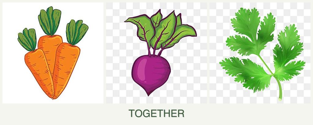 Can you plant carrots, beets and parsley together?