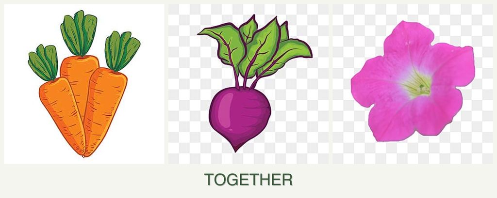 Can you plant carrots, beets and petunias together?
