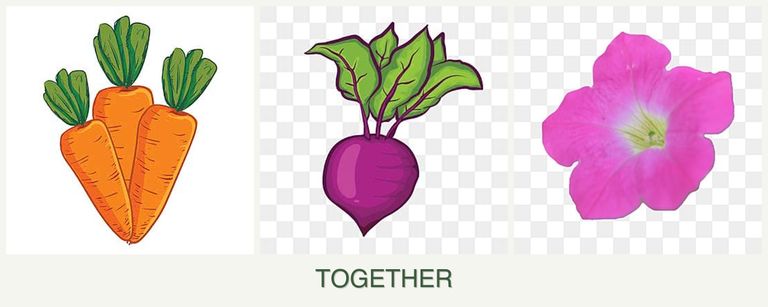 Can you plant carrots, beets and petunias together?