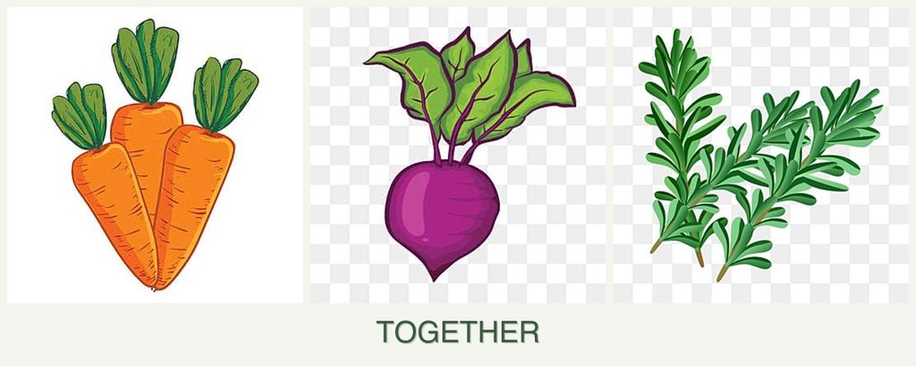 Can you plant carrots, beets and rosemary together?