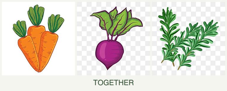 Can you plant carrots, beets and rosemary together?