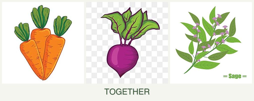 Can you plant carrots, beets and sage together?