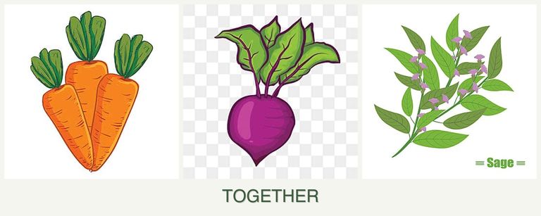Can you plant carrots, beets and sage together?