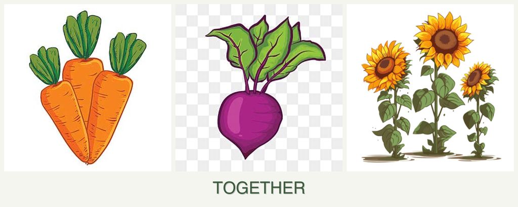 Can you plant carrots, beets and sunflowers together?