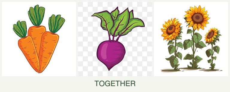 Can you plant carrots, beets and sunflowers together?