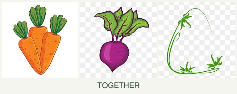 Can you plant carrots, beets and tarragon together?
