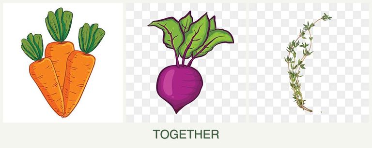 Can you plant carrots, beets and thyme together?