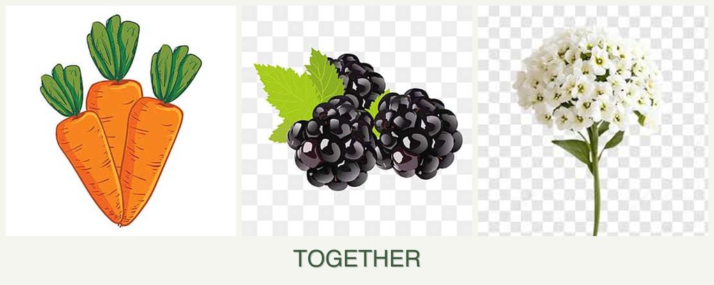 Can you plant carrots, blackberries and alyssum together?